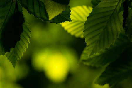 天气 美丽的 阳光 成长 生态学 植物区系 植物 颜色 纹理