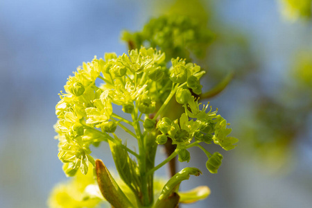 分支 开花 细枝 春天 树叶 盛开 植物学 生长 四月 枫树