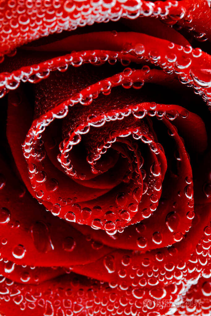 黑色背景上有露珠的红玫瑰明信片的准备