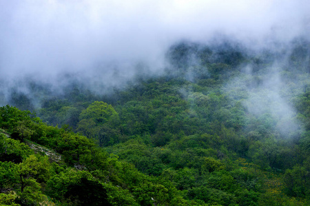 森林 早晨 薄雾 天空 旅游业 幻想 攀登 岩石 风景 丘陵