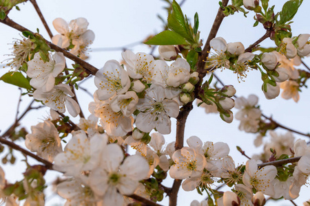 日本人 生长 细枝 樱桃 植物学 美女 花的 四月 春天