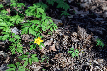 夏天 风景 春天 特写镜头 季节 开花 四月 植物学 植物区系