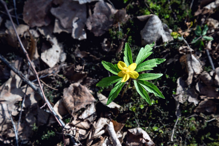 美丽的 风景 特写镜头 开花 毛茛 夏天 植物 盛开 花束