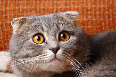 美丽的 宠物 可爱极了 基蒂 肖像 斑猫 小猫 眼睛 毛皮