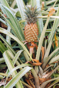 生长 花园 泰国 植物学 公园 食物 营养 生产 泰语 菠萝
