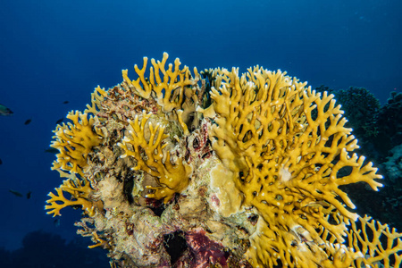 生活 拉丝 植物 深的 海的 潜水 沙特 野生动物 美女