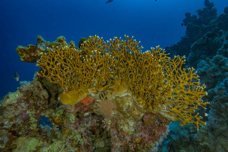 珊瑚 自然 水肺 野生动物 水族馆 植物 美女 浮潜 环境