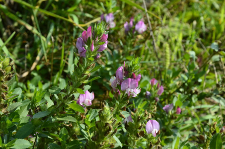 紫色 野花 植物区系 夏天 盛开 春天 豆科 树叶 药房