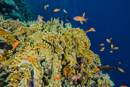 在下面 动物 深的 自然 海洋 水族馆 生活 系统 水肺