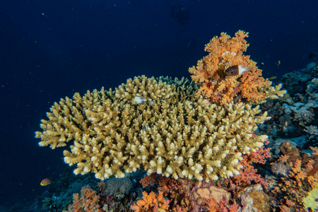 水族馆 在下面 盐水 潜水 水下 潜水员 海洋 系统 拉丝