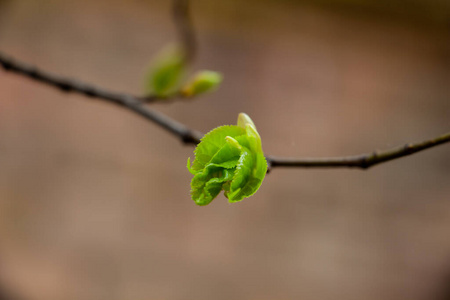 树叶 生长 季节 自然 开花 分支 特写镜头 植物 春天