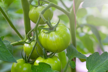 收获 温室 西红柿 生产 饮食 夜色 植物 番茄 营养 樱桃