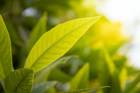 生长 墙纸 花园 自然 植物 环境 夏天 太阳 生态学 植物区系