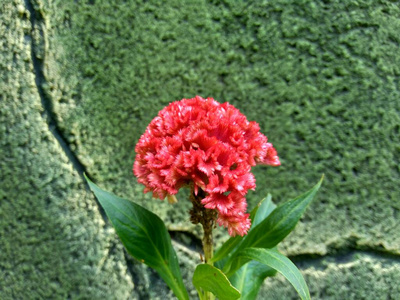 野花 玫瑰 园艺 植物区系 美女 粉红色 花瓣 植物学 鸡冠花