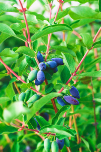 植物 树叶 维生素 生长 灌木 金银花 夏天 特写镜头 浆果