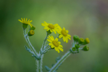 花的 花瓣 生长 领域 自然 植物 植物区系 美丽的 树叶