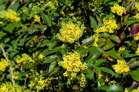春天 花束 颜色 植物区系 自然 植物 特写镜头 公园 花瓣