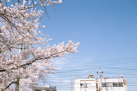 观光 春天 樱桃 樱花 花蜜 公园 广场 天空 村庄 城市