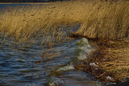 湿地 森林 环境 芦苇 波浪 流动 自然 沼泽 夏天 春天