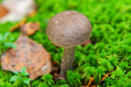 采摘 夏天 苔藓 蘑菇 地面 帽子 环境 美食家 卵磷脂