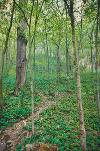 旅行 贷款 探索 冒险 植物 林地 环境 春天 公园 木材