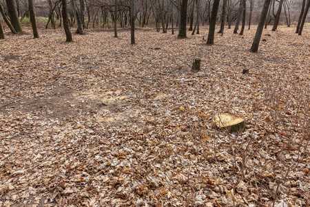 林业 森林砍伐 古老的 场景 林地 收获 木材 破坏 戒指