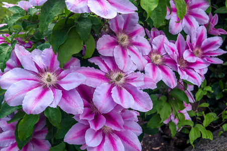 花瓣 紫罗兰 夏天 美女 粉红色 开花 颜色 美丽的 植物区系