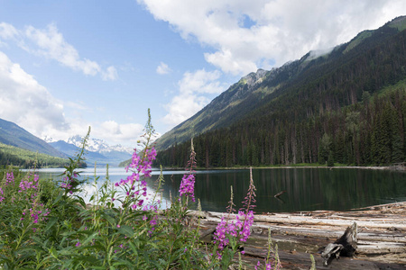 假期 环境 羽扇豆 草地 森林 风景 小山 美丽的 野花