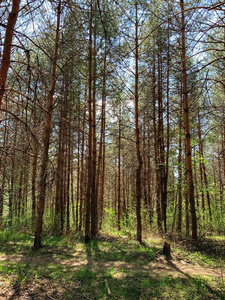 风景 松木 环境 全景 阳光 春天 森林 树干 颜色 美丽的