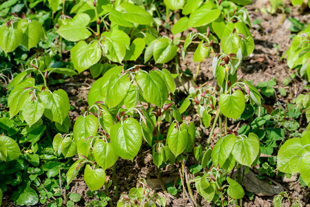 天空 花的 夏天 特写镜头 落下 秋天 春天 植物区系 季节