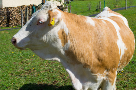 草地 自然 奶牛 农事 夏天 农业 牲畜 哺乳动物 牛肉
