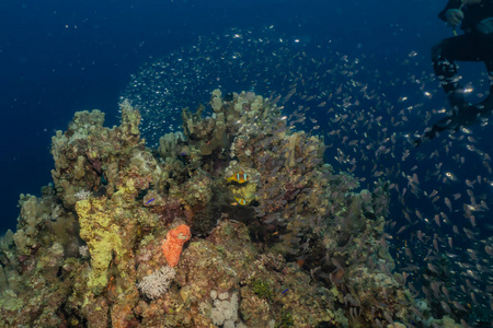 盐水 海的 生态系统 在下面 海洋 水族馆 环境 深的 系统