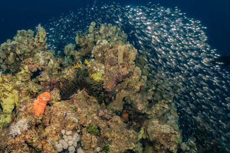 在下面 水族馆 拉丝 潜水员 沙特 暗礁 深的 植物 浮潜