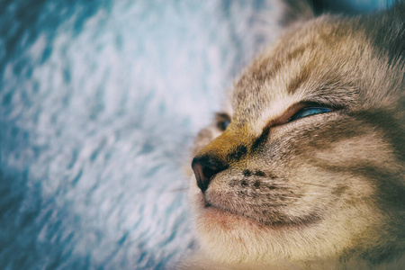 宠物 动物 头发 休息 新生儿 哺乳动物 鼻子 睡觉 温暖的