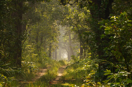 公园 环境 树叶 森林 木材 阳光 阳光照射 早晨 尼泊尔