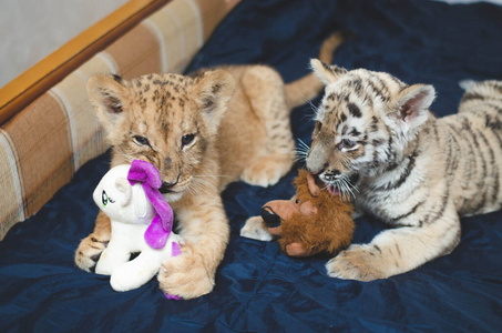 小老虎和小狮子玩玩具的照片照片