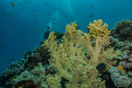 浮潜 颜色 水肺 野生动物 美丽的 植物 自然 生态系统