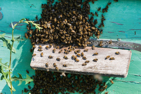 黄蜂 昆虫 合作 养蜂 社区 统一 框架 花粉 蜂蜡 育雏