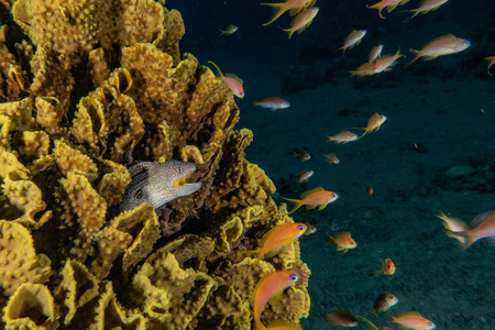 野生动物 海洋 拉丝 海的 潜水员 暗礁 珊瑚 美丽的 植物
