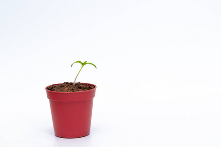 Green young sprout in a flower pot on white background with copy