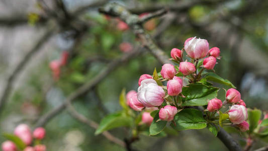 粉红色 开花 花园 美丽的 春天 分支 花的 特写镜头 颜色