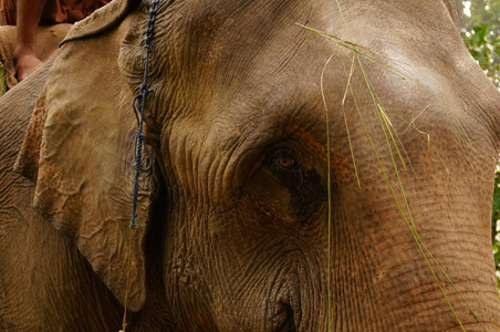 动物 游猎 皮肤 自然 哺乳动物 尼泊尔 旅行 特写镜头