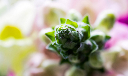 花金鱼草图片 花金鱼草素材 花金鱼草插画 摄图新视界