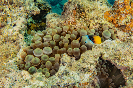 颜色 在下面 珊瑚 植物 海洋 暗礁 潜水 水族馆 埃拉特