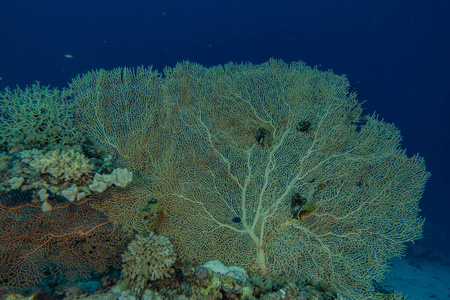 植物 潜水 拉丝 野生动物 美丽的 沙特 以色列 浮潜 系统