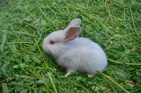 驯服 宝贝 甜的 漂亮的 动物 哺乳动物 兔子 领域 魅力