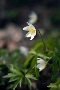 季节 自然 特写镜头 植物 春天 美女 美丽的 雨滴 花瓣
