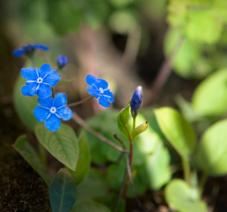 特写镜头 植物 植物学 美女 夏天 春天 开花 花瓣 颜色