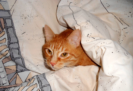 毛茸茸的红猫躺在毯子下面。姜黄色小猫躺在主人的床上休息。