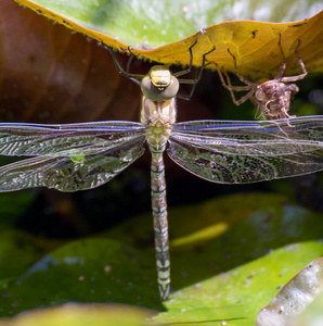 花园 夏天 动物 美女 特写镜头 翅膀 自然 蜻蜓 野生动物
